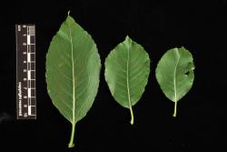Salix reinii. Distal (left) to proximal leaves from one branchlet.
 Image: D. Glenny © Landcare Research 2020 CC BY 4.0